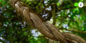 Sacred Vine Church Sacred Vine Church