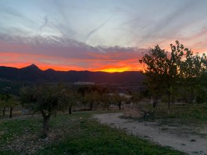 Esencia Plant Medicine &amp; Therapy