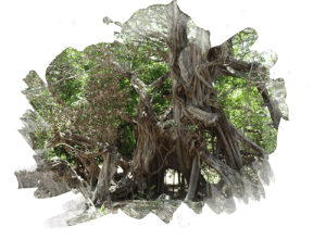 Iboga Wellness Center Iboga Wellness Center