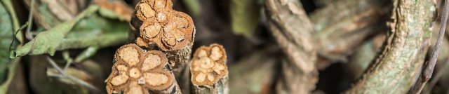 Taita Inti Organisation