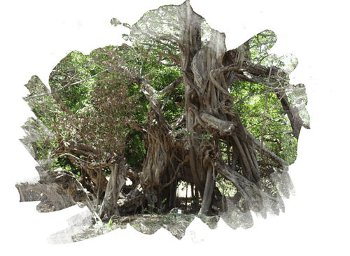 Iboga Wellness Center