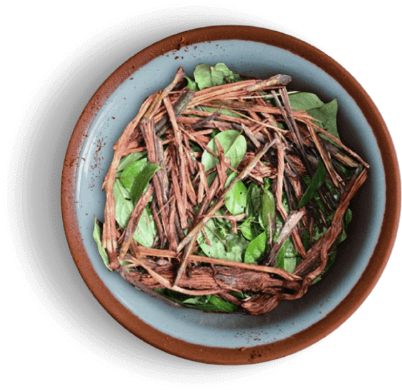 Ayahuasca Kindy Colibri